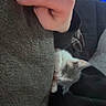 Marie joined the competition — help win amazing prizes! cat, hand, furniture, lamp, indoor, sleeping, cozy, resting, person, couch, blanket, soft, closeup, domestic, pet, relaxation, quiet, warm, casual, home