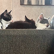 Marie joined the competition — help win amazing prizes! kitten, cat, sleeping, resting, black_and_white, gray_and_white, carpet, shoe, sock, indoor, feline, pet, cute, animal, cozy, relaxing, young_animal, fur, laying_down, domestic