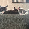 Marie is registered to the contest to win money with this photo: kitten, sleeping, cat, indoor, furry, black_and_white, gray, pink_nose, soft_light, cozy, shoe, sock, texture, resting, animal, cute, pet, closeup, peaceful, fur