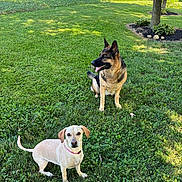 Dakota is registered to the contest to win money with this photo: animal, blue_sky, bushes, canine, clouds, collar, dog, german_shepherd, grass, greenery, nature, outdoor, park, pet, sitting, small_dog, summer, sunny, tongue_out, tree