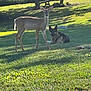 Dakota is registered to the contest to win money with this photo: deer, dog, german_shepherd, grass, tree, bench, outdoor, sunlight, animal, nature, pet, mammal, canine, wildlife, shade, park, greenery, relaxed, alert, yard