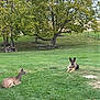 animal, backyard, canine, deer, dog, friendship, german_shepherd, grass, greenery, herbivore, mammal, nature, outdoor, peaceful, pet, picnic_table, relaxing, summer, tree, wildlife