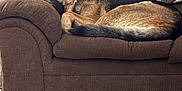 Dakota is registered to the contest to win money with this photo: animal, blanket, brown_couch, canine, carpet, couch, cozy, dog, furniture, german_shepherd, home, indoor, knitted_blanket, living_room, nap, pet, pumpkin, relaxed, resting, sleeping
