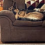 animal, blanket, brown_couch, canine, carpet, couch, cozy, dog, furniture, german_shepherd, home, indoor, knitted_blanket, living_room, nap, pet, pumpkin, relaxed, resting, sleeping
