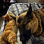 Dakota joined the competition — help win amazing prizes! animal, bed, blanket, cat, closeup, companion, cozy, dog, domestic, furry, german_shepherd, home, indoor, orange_cat, peaceful, pet, relaxing, resting, sleeping, striped