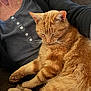 Chester is registered to the contest to win money with this photo: cat, orange_tabby, sleeping, pet, person, lap, cozy, feline, fur, resting, indoor, comfort, casual_clothing, relaxation, close_up, animal, cute, whiskers, paws, home