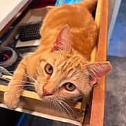 Chester is registered to the contest to win money with this photo: cat, ginger_cat, pet, drawer, wooden_drawer, curious, whiskers, orange_fur, indoor, feline, hairbrush, relaxed, looking_up, closeup, face, ears, paw, home, cozy, domestic_animal