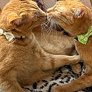 Bumble And Mason is registered to the contest to win money with this photo: cat, tabby_cat, orange_cat, bow_tie, pets, animal, feline, whiskers, cute, friendship, nose_to_nose, indoor, cozy, blanket, patterned_blanket, resting, paw, fur, close_up, domestic_cat