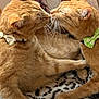 cat, tabby_cat, orange_cat, bow_tie, pets, animal, feline, whiskers, cute, friendship, nose_to_nose, indoor, cozy, blanket, patterned_blanket, resting, paw, fur, close_up, domestic_cat