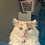Soda joined the competition — help win amazing prizes! cat, fluffy, white_cat, ginger_spots, collar, pet_tag, indoor, laundry_basket, clothes, bed, feline, domestic_animal, looking_at_camera, pet, fur, animal, close_up, portrait, home, relaxed