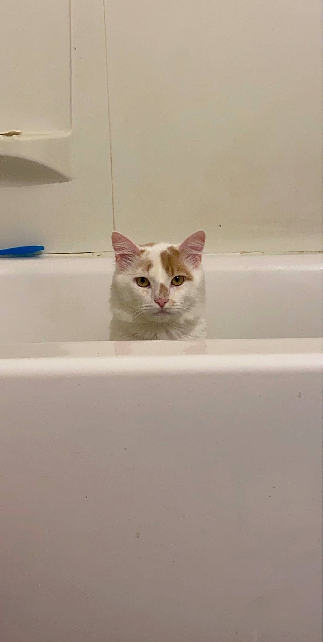 Soda joined the competition — help win amazing prizes! bathroom, bathroom_sink, bathtub, carnivore, cat, ceiling, domestic_short_haired_cat, felidae, flooring, fluid, hardwood, plaster, plumbing, plumbing_fixture, room, small_to_medium_sized_cats, tap, whiskers, window, wood