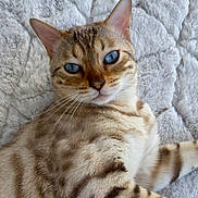 Bébé participe au concours pour gagner de l'argent avec cette photo : cat, bengal_cat, pet, feline, animal, blue_eyes, striped_fur, spotted_fur, whiskers, ears, face, portrait, close_up, lying_down, relaxed, blanket, indoors, soft_texture, photography, tabby
