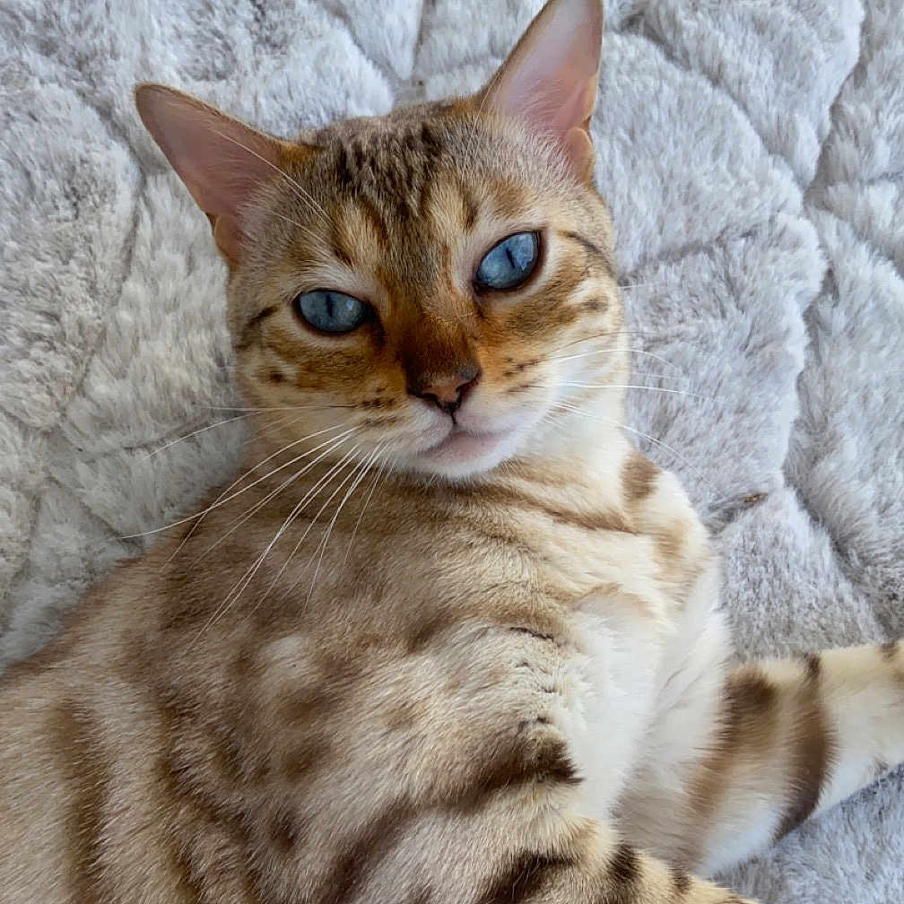 Bébé