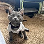 Smokey is registered to the contest to win money with this photo: kitten, gray_cat, pet, indoor, carpet, curious, wide_eyes, white_shirt, pearl_necklace, feline, small_animal, cute, domestic_cat, young_cat, carpeted_floor, pet_carrier, collar, whiskers, ears, floor