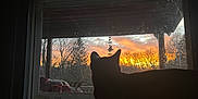 Smokey joined the competition — help win amazing prizes! cat, silhouette, window, sunset, sky, trees, porch, outdoor, animal, pet, nature, evening, quiet, peaceful, shadow, home, furniture, reflection, relaxing, scenic