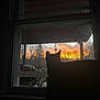 cat, silhouette, window, sunset, sky, trees, porch, outdoor, animal, pet, nature, evening, quiet, peaceful, shadow, home, furniture, reflection, relaxing, scenic