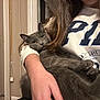 Smokey joined the competition — help win amazing prizes! cat, gray_cat, person, sweatshirt, indoor, furniture, drawer, hand, hair, pet, cozy, relaxation, curious, portrait, animal, domestic, feline, casual, comfort, home