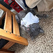 Smokey is registered to the contest to win money with this photo: kitten, gray_cat, carpet, wooden_chair, clothing, indoor, pet, cute, playful, fur, whiskers, small_animal, paw, floor, domestic_animal, resting, curious, feline, young, cozy