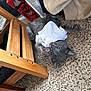 kitten, gray_cat, carpet, wooden_chair, clothing, indoor, pet, cute, playful, fur, whiskers, small_animal, paw, floor, domestic_animal, resting, curious, feline, young, cozy