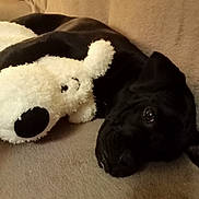 Oliveur a rejoint le concours — aidez-le/la à gagner de superbes lots ! animal, black_dog, comfort, companionship, couch, cozy, cute, dog, friendship, furniture, home, indoor, lying_down, pet, plush_toy, relaxed, resting, snuggle, soft_texture, stuffed_animal