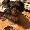 Theo is registered to the contest to win money with this photo: dog, pet, indoor, wooden_floor, food_bowl, kibble, brown_fur, black_fur, tag, blanket, plush_toy, blue_toy, curious, cute, small_dog, floor, furniture, canine, domestic_animal, companion