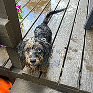 Theo joined the competition — help win amazing prizes! dog, wet, heterochromia, blue_eye, brown_eye, wooden_deck, outdoor, pet, curious, mischievous, flowers, post, fur, tail, animal, canine, closeup, looking_up, puddle, rain