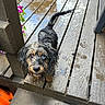 dog, wet, heterochromia, blue_eye, brown_eye, wooden_deck, outdoor, pet, curious, mischievous, flowers, post, fur, tail, animal, canine, closeup, looking_up, puddle, rain