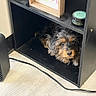 Theo joined the competition — help win amazing prizes! dog, pet, shelf, black_furniture, floor, heater, grooming_cream, fur, curious, indoor, cozy, cubby, wooden_frame, black, brown, white, tricolor, small_dog, resting, peeking