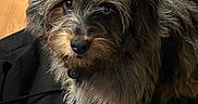 Theo joined the competition — help win amazing prizes! dog, pet, indoor, black_fabric, plush_toy, wooden_floor, fur, brown, black, cute, animal, looking_up, companion, mammal, domestic_animal, small_dog, toy, closeup, portrait, cozy