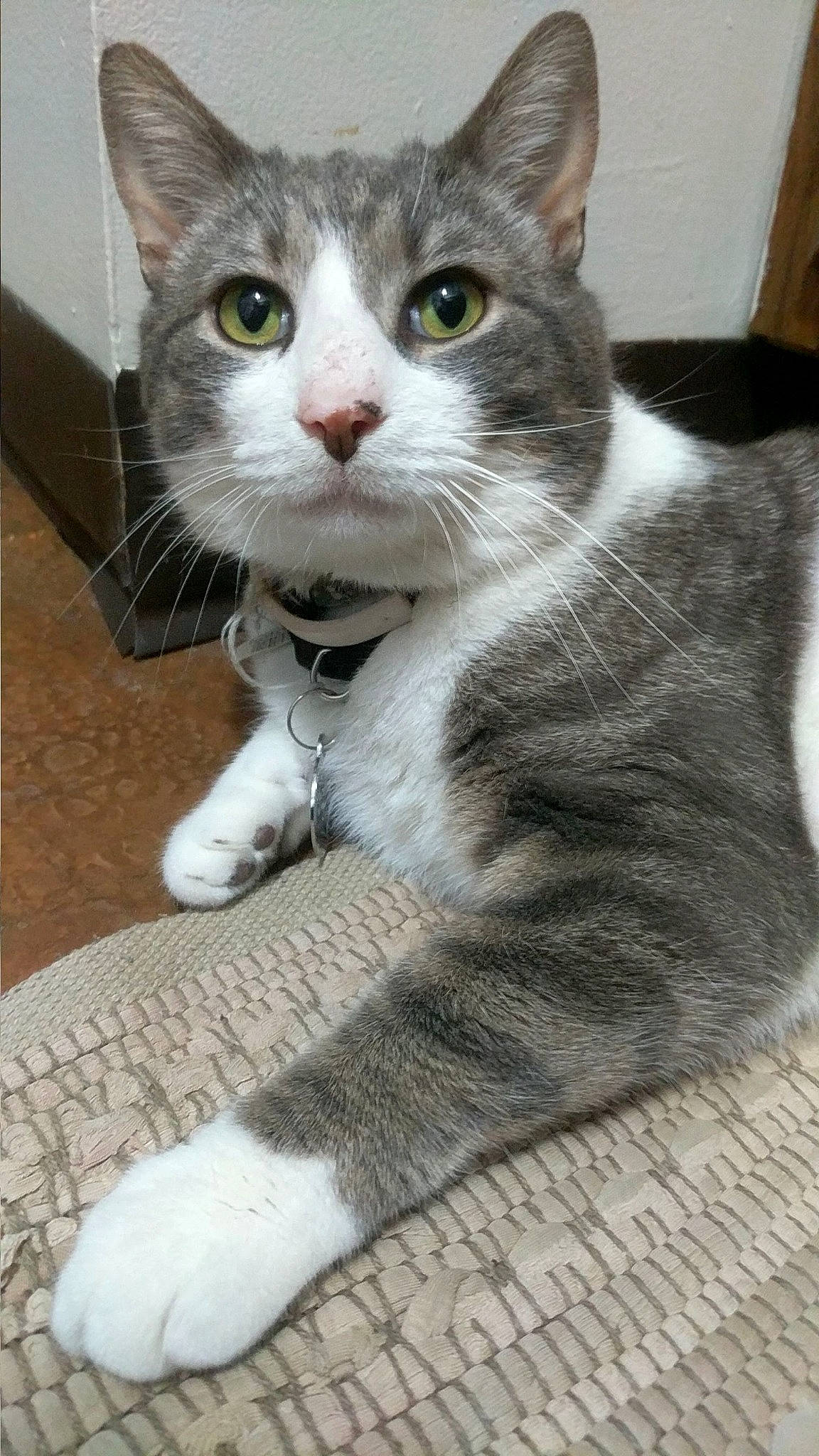 Fluffers is registered to the contest to win money with this photo: carnivore, cat, claw, domestic_short_haired_cat, felidae, foot, fur, grey, paw, sitting, small_to_medium_sized_cats, snout, tail, whiskers