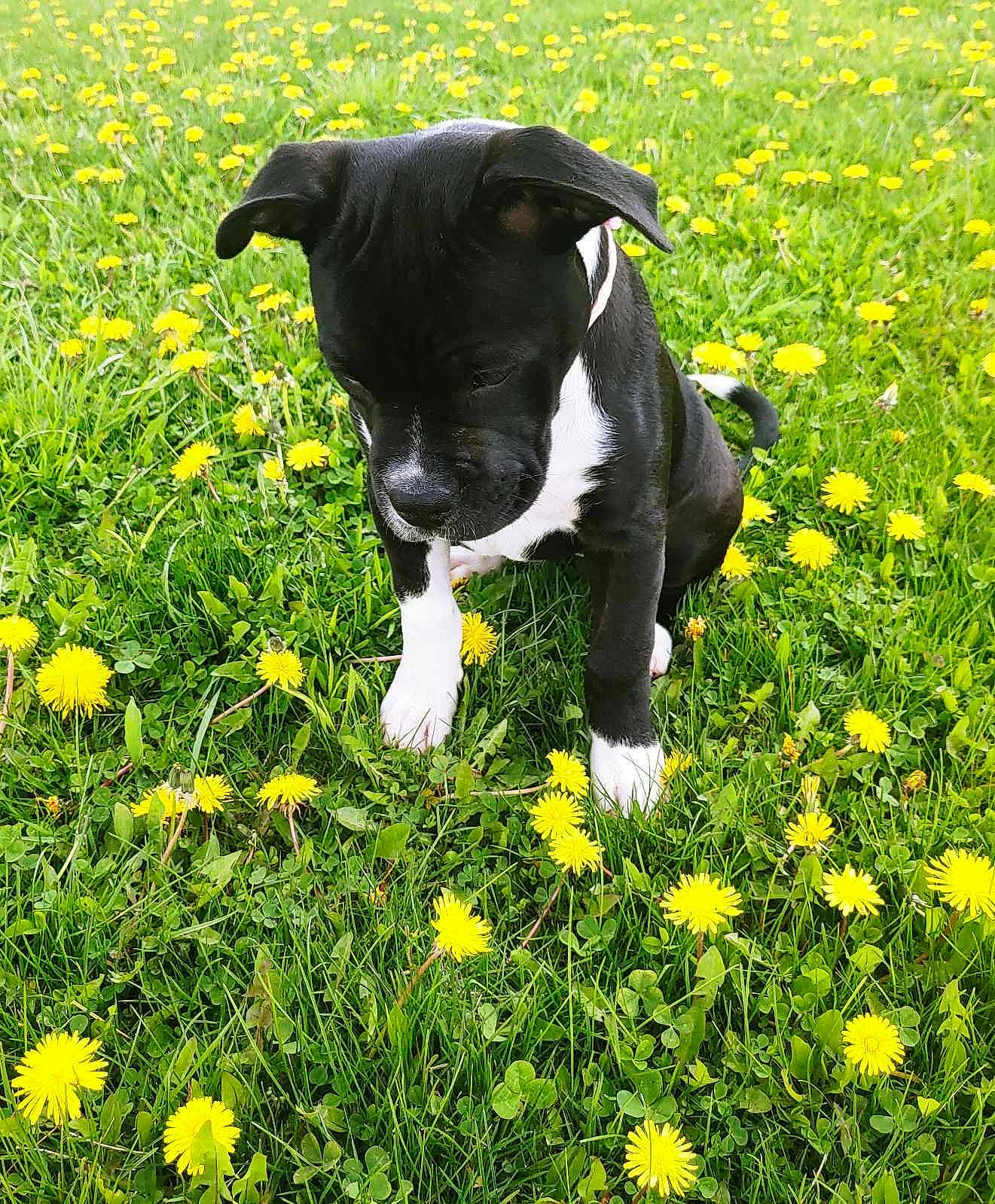 Echo Bean is registered to the contest to win money with this photo: botany, camomile, carnivore, companion_dog, dog, flower, flowering_plant, grass, grass_family, grassland, green, groundcover, lawn, meadow, natural_landscape, people_in_nature, petal, plant, shrub, yellow