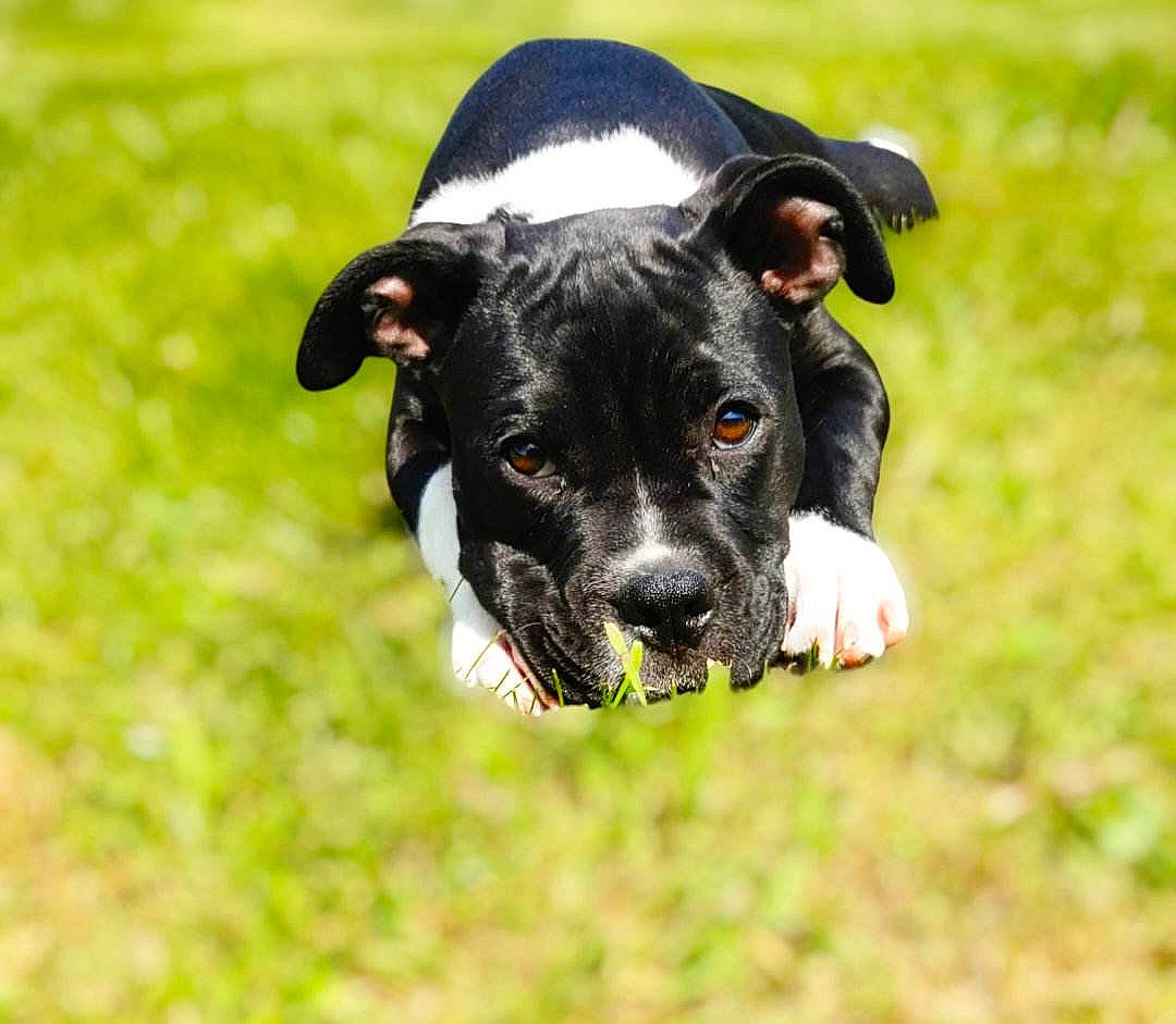 Echo Bean is registered to the contest to win money with this photo: canidae, carnivore, companion_dog, dog, dog_breed, dog_collar, eye, fawn, grass, grassland, lawn, pasture, plant, snout, sporting_group, terrestrial_animal, toy, toy_dog, whiskers, working_animal