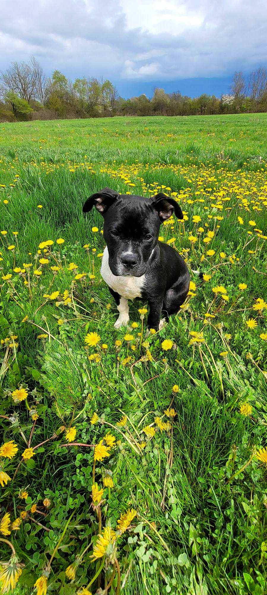 Echo Bean is registered to the contest to win money with this photo: agriculture, carnivore, companion_dog, dog, dog_breed, fawn, flower, grass, grass_family, grassland, green, groundcover, herbaceous_plant, meadow, natural_landscape, people_in_nature, plant, sky, working_animal, yellow