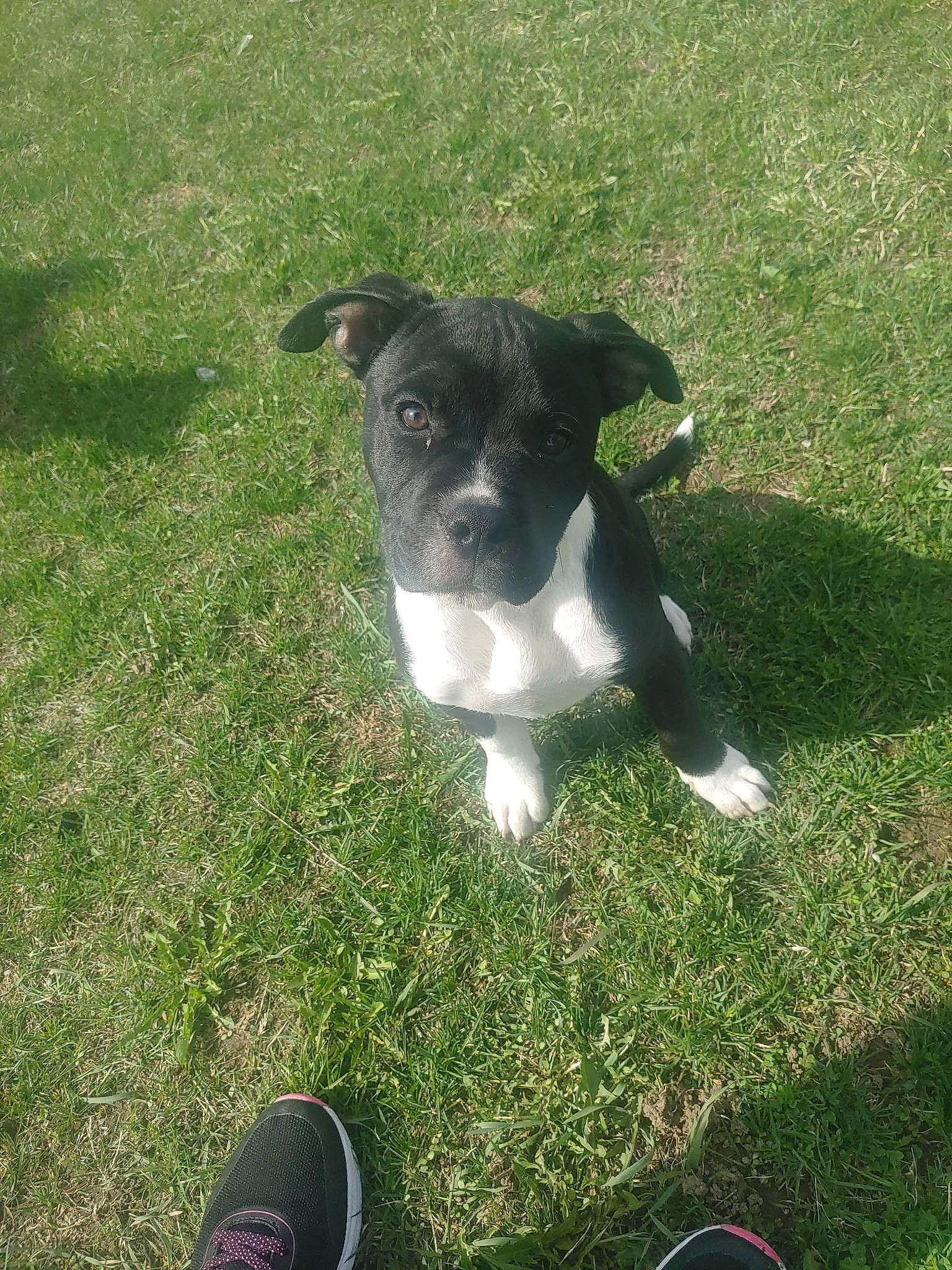 Echo Bean joined the competition — help win amazing prizes! canidae, carnivore, companion_dog, dog, dog_breed, fawn, foot, grass, grassland, groundcover, lawn, non_sporting_group, plant, shadow, snout, sporting_group, toy_dog, working_animal, working_dog