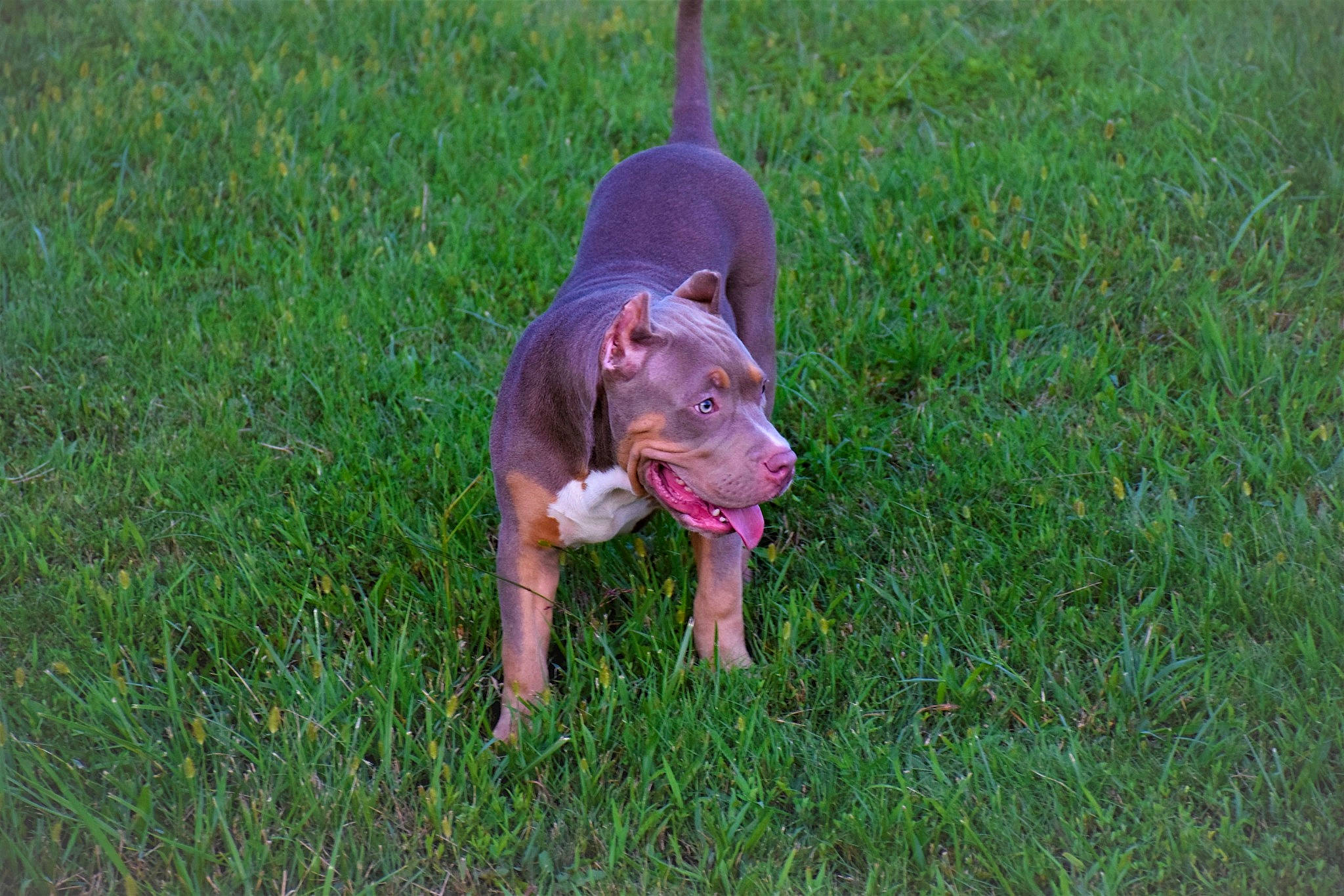 Anubis joined the competition — help win amazing prizes! canidae, carnivore, companion_dog, dog, dog_breed, fawn, grass, grass_family, grassland, groundcover, lawn, liver, snout, sporting_group, tail, terrestrial_animal, toy, wildlife, working_animal, working_dog