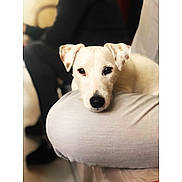 Olya participe au concours pour gagner de l'argent avec cette photo : dog, white_dog, pet, animal, ears, face, resting, close_up, indoor, blurred_background, knees, person, casual, cute, affectionate, companion, domestic, fur, black_nose, spot