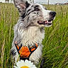 dog, grass, flower, hand, outdoor, nature, field, canine, pet, happy, sky, greenery, animal, portrait, sitting, daisy, fur, leisure, summer, harness