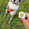 Sakura a rejoint le concours — aidez-le/la à gagner de superbes lots ! dog, grass, flower, daisy, orange_harness, hand, outdoor, nature, pet, happy, smiling, greenery, field, canine, fur, ears, eyes, sitting, playful, summer