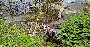 Sakura a rejoint le concours — aidez-le/la à gagner de superbes lots ! animal, bushes, canine, collar, curious, daylight, dog, forest, grass, greenery, landscape, nature, outdoor, pond, reflection, speckled, summer, trees, water, wildlife