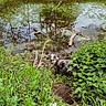 Sakura a rejoint le concours — aidez-le/la à gagner de superbes lots ! dog, pond, water, reflection, trees, greenery, grass, bushes, nature, outdoor, animal, canine, collar, speckled, curious, wildlife, summer, daylight, forest, landscape