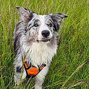 Sakura a rejoint le concours — aidez-le/la à gagner de superbes lots ! dog, animal, grass, field, outdoor, pet, canine, nature, greenery, fur, harness, sky, building, alert, standing, ears, snout, portrait, daylight, leisure