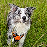 dog, animal, grass, field, outdoor, pet, canine, nature, greenery, fur, harness, sky, building, alert, standing, ears, snout, portrait, daylight, leisure