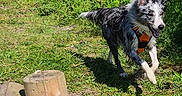 Sakura participe au concours pour gagner de l'argent avec cette photo : dog, grass, outdoor, sunny, path, wood, wooden_post, greenery, bush, canine, happy, running, nature, daylight, pet, collar, playful, animal, fur, summer