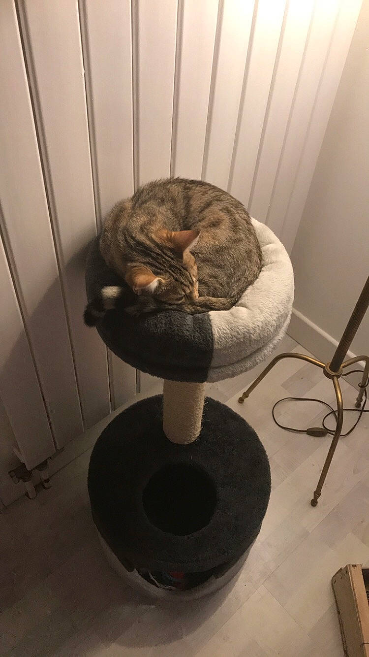 Olga participe au concours pour gagner de l'argent avec cette photo : carnivore, cat, cat_bed, cat_supply, chair, european_shorthair, felidae, fur, furniture, small_to_medium_sized_cats, tabby_cat, tail, whiskers