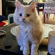 Aya a rejoint le concours — aidez-le/la à gagner de superbes lots ! kitten, cat, fluffy, table, remote_control, mug, plate, living_room, piano, chair, dining_table, furniture, curtains, wooden_floor, domestic, pet, indoor, cozy, cute, animal