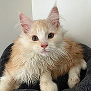 Aya a rejoint le concours — aidez-le/la à gagner de superbes lots ! animal, bed, cat, closeup, cozy, cream_color, curious, cute, ears, fluffy, fur, indoor, kitten, paws, pet, portrait, relaxed, whiskers, white_color, young