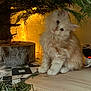animal, cat, checkered_floor, cozy, curious, decorations, domestic, floor, fluffy, furry, head_tilt, indoor, kitten, lights, pet, pine_needles, small_pet, tree, warm_lighting, wooden_floor