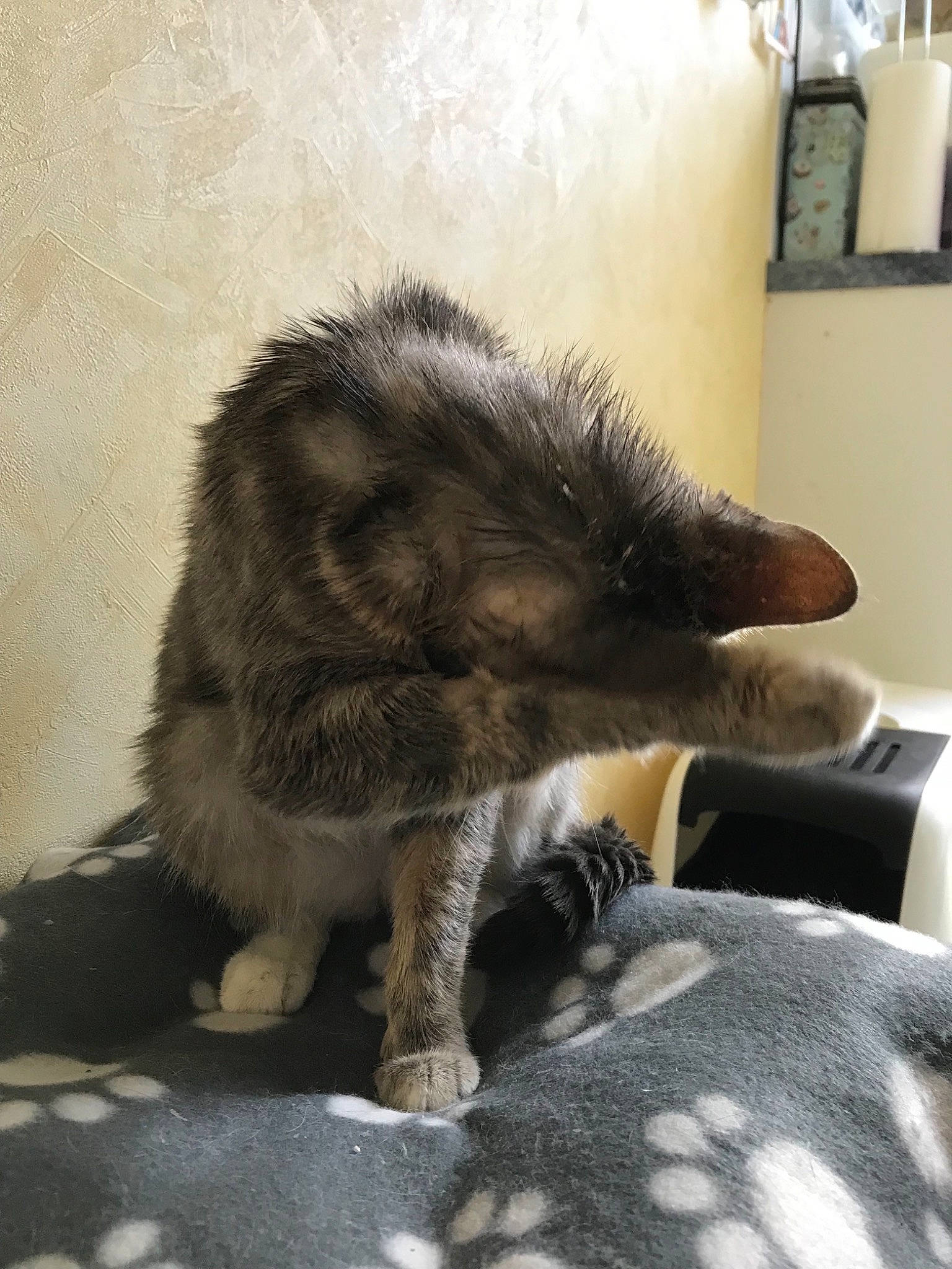 Spring participe au concours pour gagner de l'argent avec cette photo : carnivore, cat, claw, felidae, fur, mammal, small_to_medium_sized_cats, tail, vertebrate, whiskers