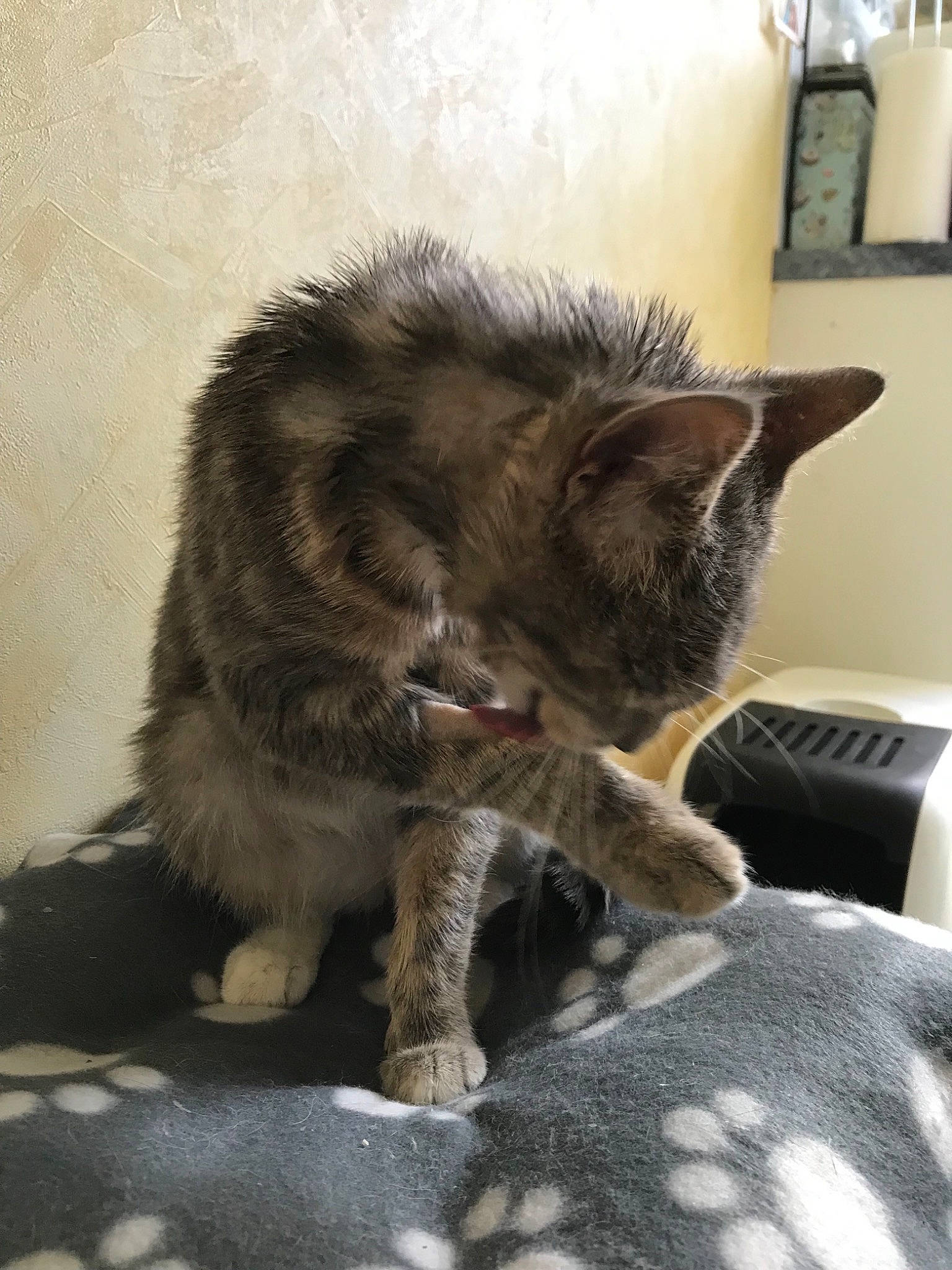 Spring a rejoint le concours — aidez-le/la à gagner de superbes lots ! asian, carnivore, cat, claw, domestic_long_haired_cat, domestic_short_haired_cat, dragon_li, european_shorthair, felidae, fur, kitten, kurilian_bobtail, maine_coon, mammal, norwegian_forest_cat, paw, small_to_medium_sized_cats, tabby_cat, vertebrate, whiskers