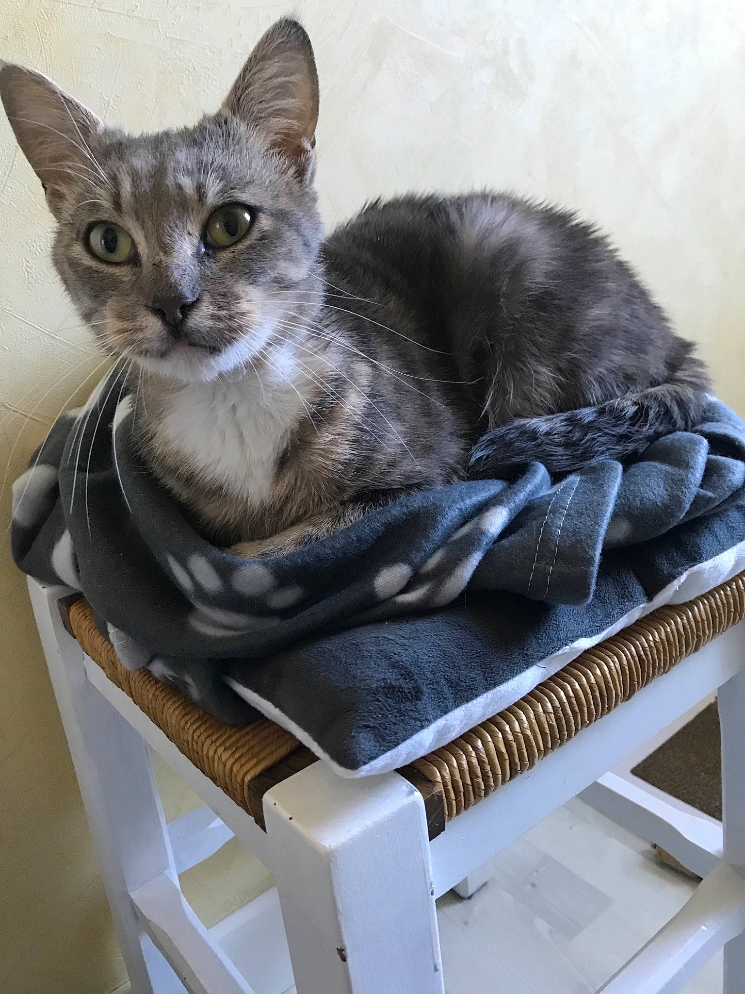 Spring participe au concours pour gagner de l'argent avec cette photo : asian, australian_mist, burmese, carnivore, cat, chausie, domestic_short_haired_cat, european_shorthair, felidae, german_rex, kitten, korat, mammal, russian_blue, small_to_medium_sized_cats, tonkinese, vertebrate, whiskers